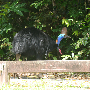 Southern Cassowary