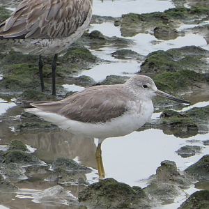 Nordmann's Greenshank
