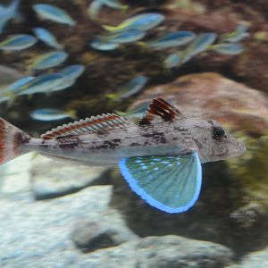 Spiny red gurnard (Chelidonichthys spinosus)