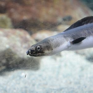 Japanese highfin snake eel (Pisoodonophis zophistius)