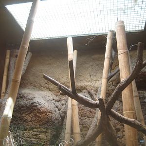 Berlin Tierpark - Alfred Brehm-Haus - Tree shrew exhibit