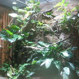 Berlin Tierpark - Alfred Brehm-Haus - Tree monitor exhibit