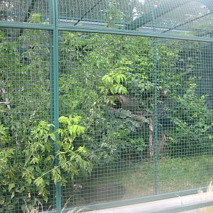 Berlin Tierpark - Civet exhibit