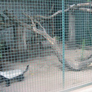 Berlin Tierpark - Honey badger exhibit