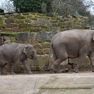 Asian elephants