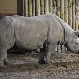 Eastern black rhinoceros