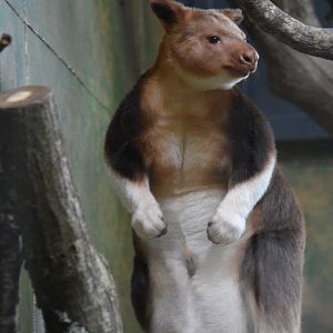 Goodfellow's tree-kangaroo