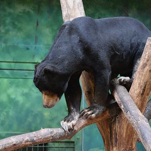 Sun bear