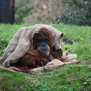 Sumatran orangutan