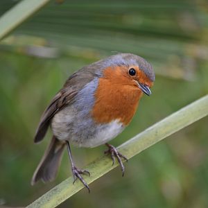 European robin