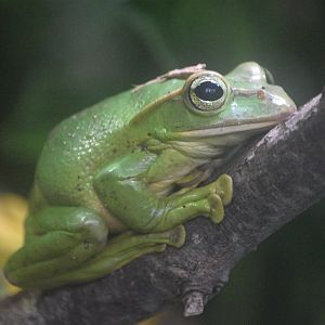 Fea's tree frog