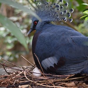 Victorian crowned pigeon with egg