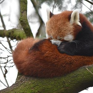 Nepalese red panda