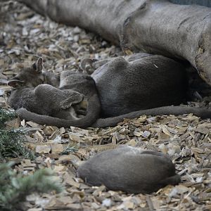 Fossa and cubs sleeping