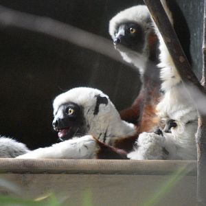 Coquerel's sifaka family