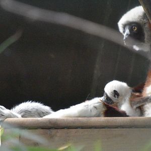 Coquerel's sifaka family