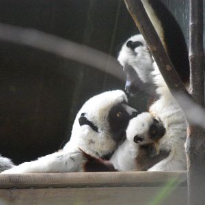 Coquerel's sifaka family