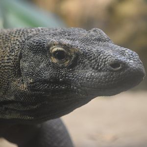 Komodo dragon