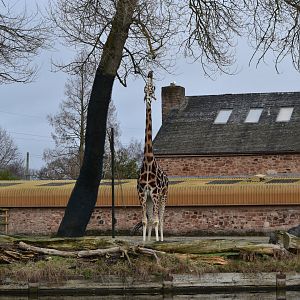 Rothschild's giraffe