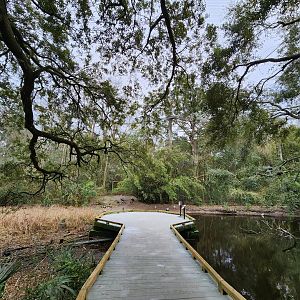 Charles Towne Landing - Wetland aviary path