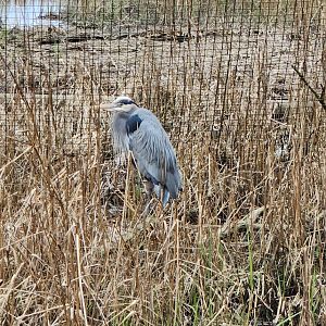 Charles Towne Landing - Great Blue Heron