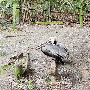 Charles Towne Landing - Brown Pelicans