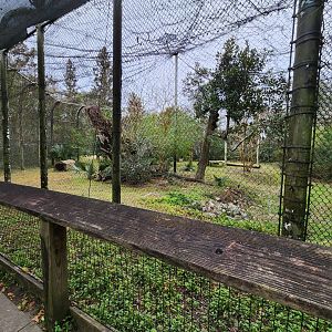 Charles Towne Landing - Cougar exhibit