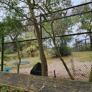 Charles Towne Landing - American Black Bear exhibit