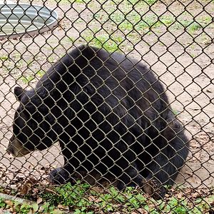Charles Towne Landing - American Black Bear