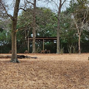 Charles Towne Landing - White-tailed Deer exhibit