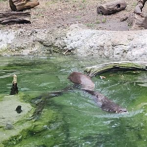 Charles Towne Landing - Otters