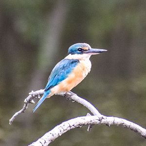 Sacred Kingfisher