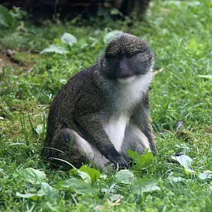 Allen's Swamp Monkey (Allenopithecus nigroviridis)