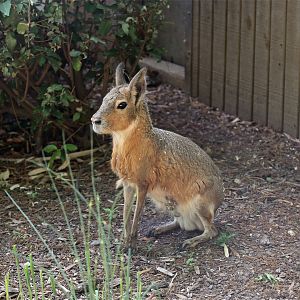 Patagonian Mara