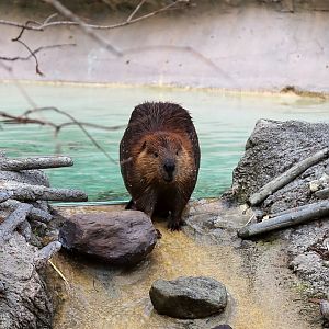 North American Beaver