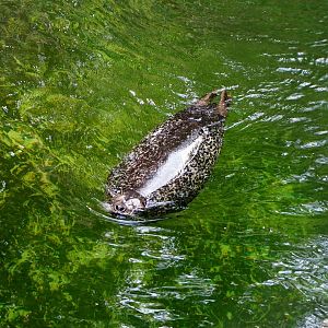 Harbor Seal, May 2015