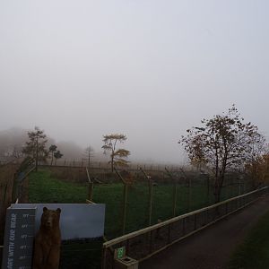 European brown bear enclosure