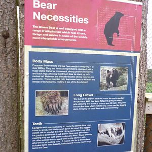 European brown bear signage