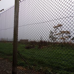 European brown bear enclosure (2)