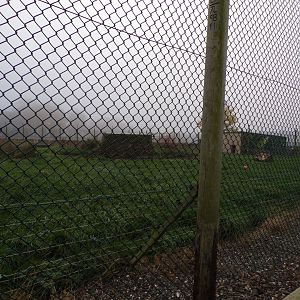 European brown bear enclosure (3)