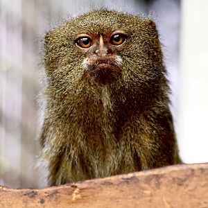 Pygmy Marmoset