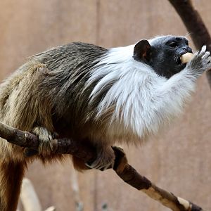 Pied Tamarin