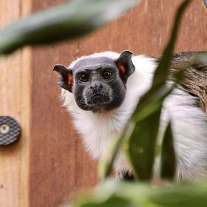 Pied Tamarin