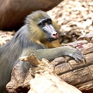Mandrill
