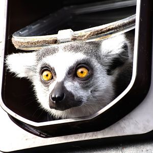 Ring-Tailed Lemur