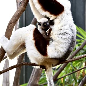 Coquerel’s Sifaka Baby