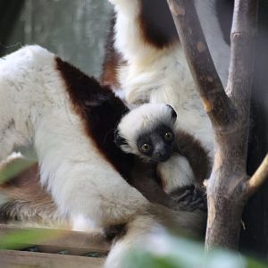 Coquerel’s Sifaka baby
