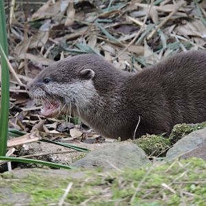 Otter Pup