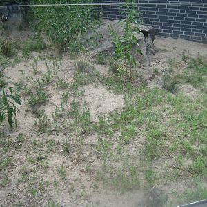 Berlin Tierpark - Souslik exhibit