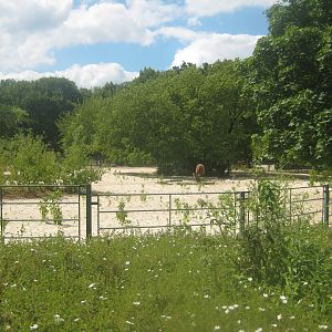 Berlin Tierpark - Donkey exhibit